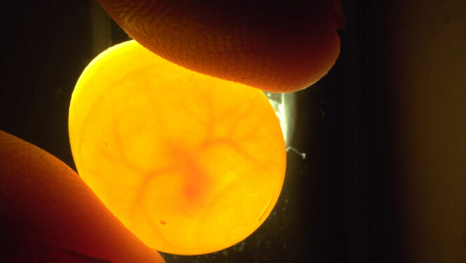 Серцебиття у середині яйця