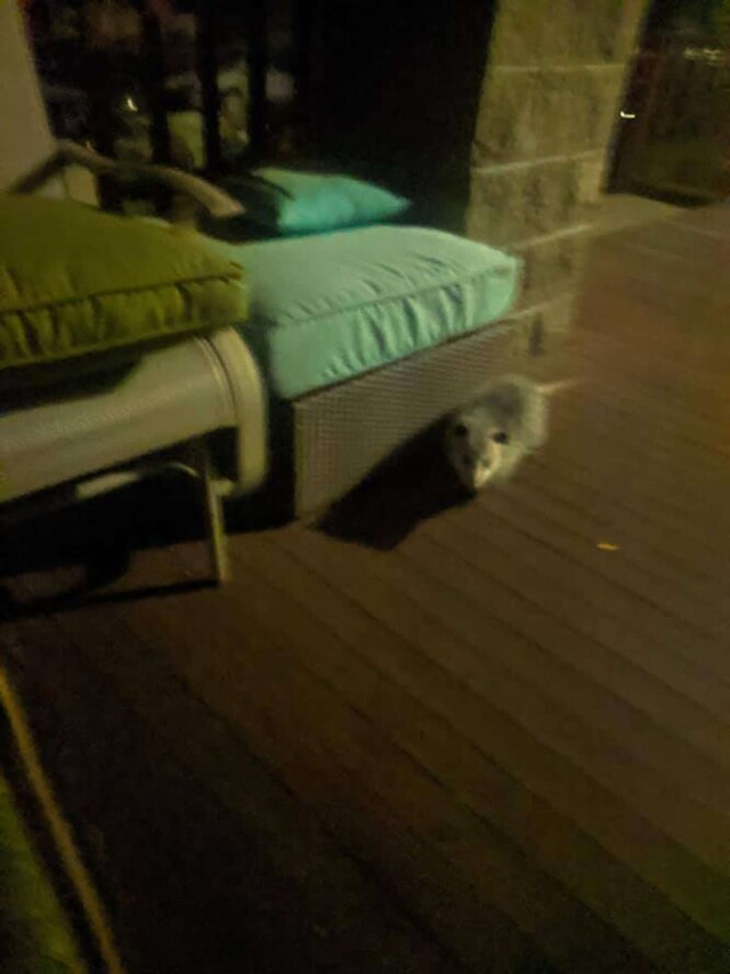 Щось сіреньке, але не кішка