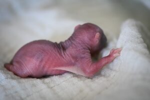 Три роки тому дівчина дала шанс лисому «прибульцю», який «перетворився» на красиву білку.