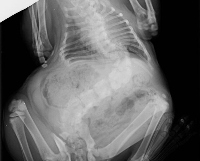 Важка форма сколіозу у кішки