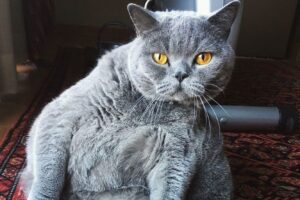 Власник попросив приспати кота, схожого на кулю. Але лікар знайшла інше рішення.