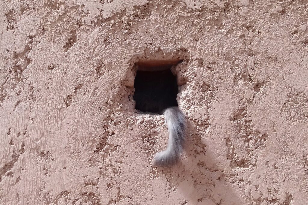 Жінка думала, що її відвідала бездомна кішка, і дуже здивувалася, одягнувши окуляри.