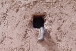 Жінка думала, що її відвідала бездомна кішка, і дуже здивувалася, одягнувши окуляри.