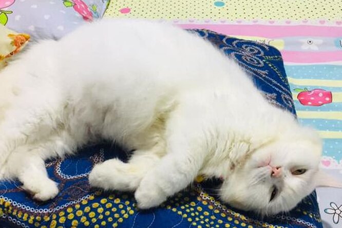 Безпритульна кішка перетворилася у справжню красуню