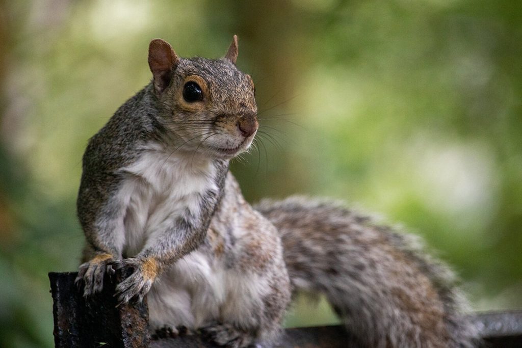 Білка запропонувала дружбу жінці, яка оплакувала улюбленого собаку.
