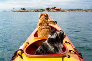 Чоловік побудував каяк, щоб мандрувати разом зі своїми собаками.