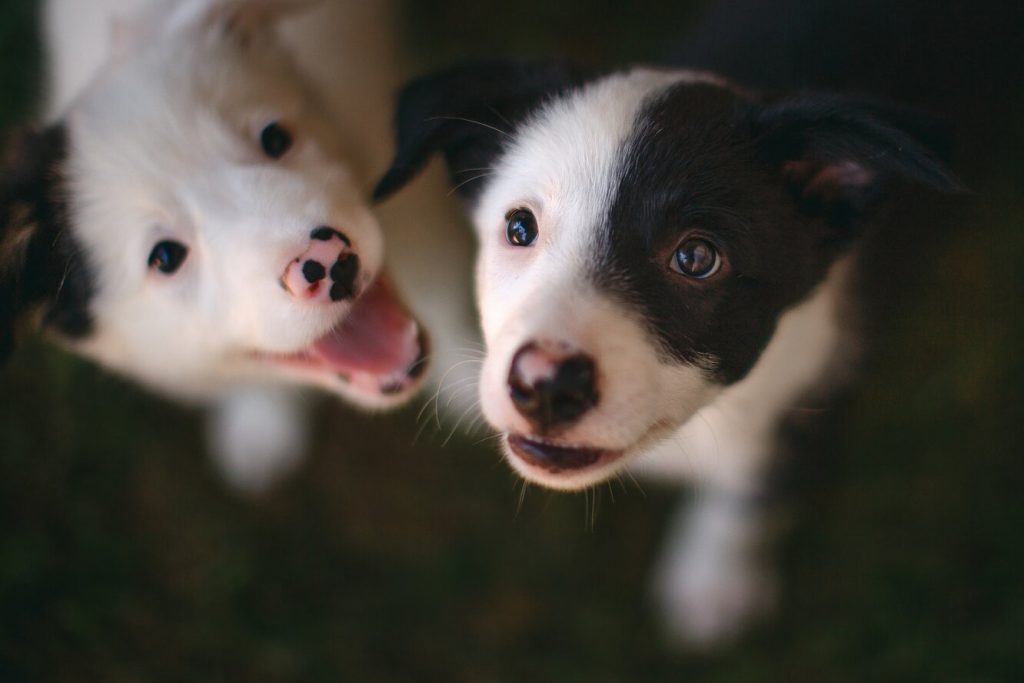 Чоловік стрибнув у колодязь, щоб урятувати п'ятьох цуценят.