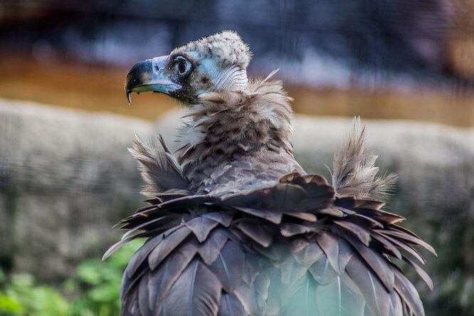 Діоген – гриф Олександра Дюма-батька