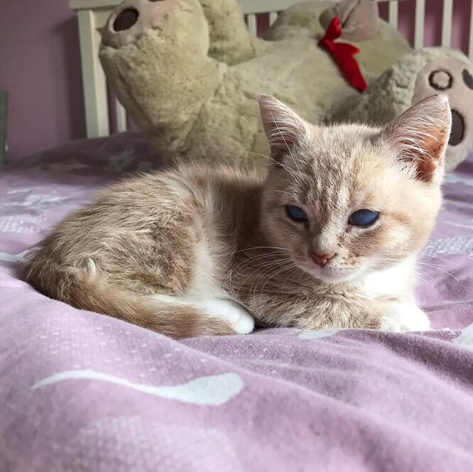 Дорослий кіт схожий на кошеня