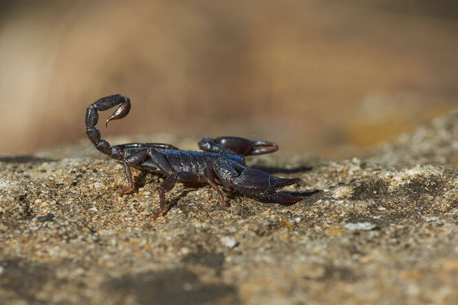 Генрік Ібсен та його скорпіон