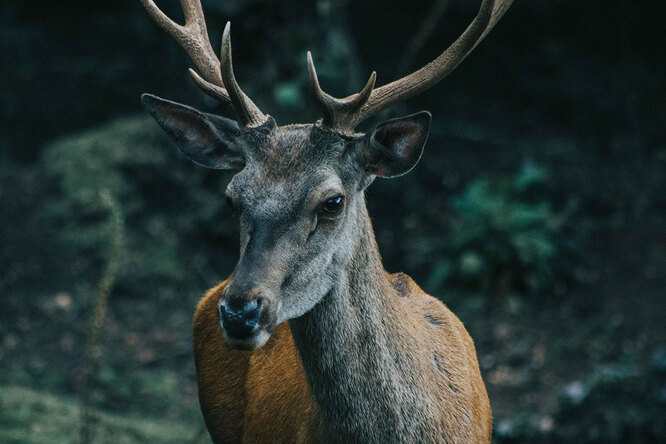 Гранізо – олень Фріди Кало