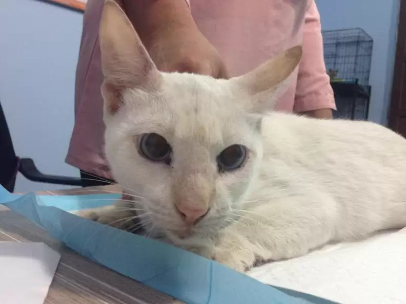 Kucing Danga Boy di klinik dokter hewan