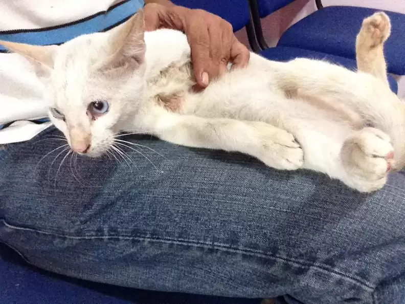 Kucing itu ada di pelukan pemiliknya