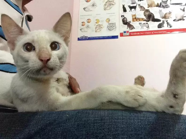 Masuri menyelamatkan kucing itu