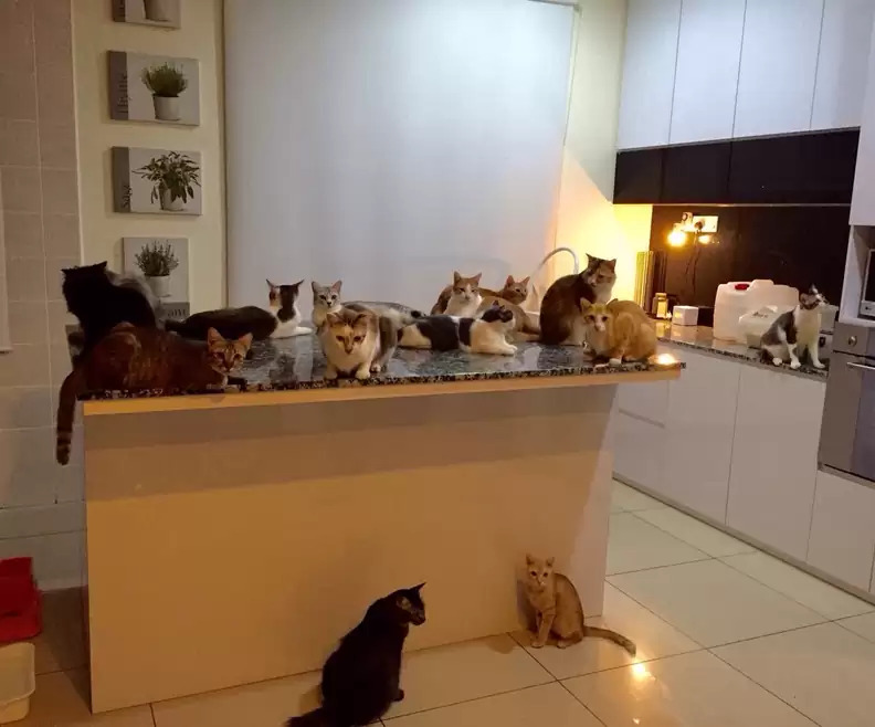 Danga Boy si kucing bertemu teman barunya di keluarga baru