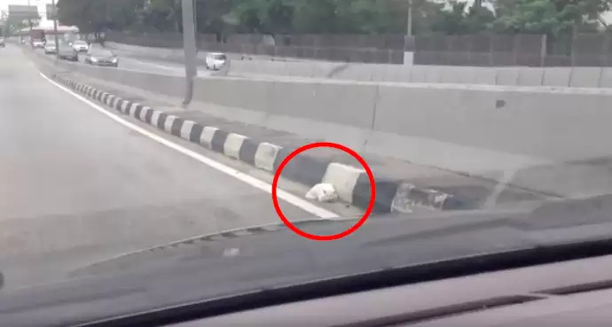 Кіт Данга Бой на автостраді