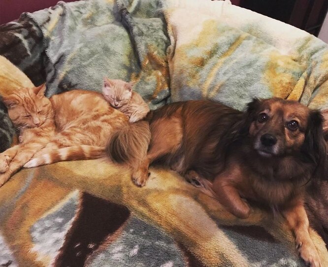 Кіт Манчі у колі сім'ї