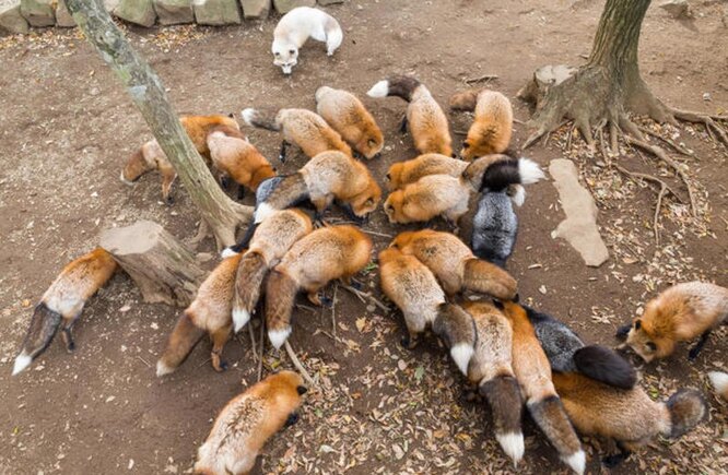 Лише мала частина «заповідника» відкрита для відвідування