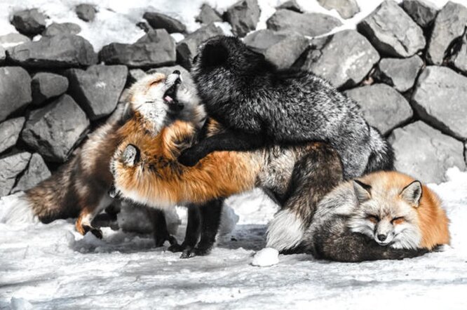 Лисиці у неволі