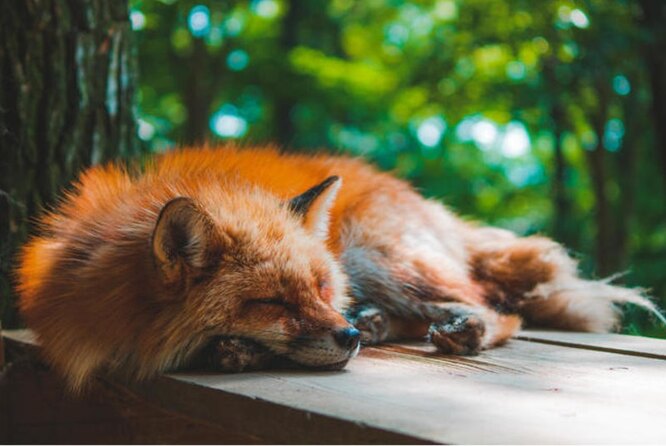 Лисицю можна погладити, але краще не треба