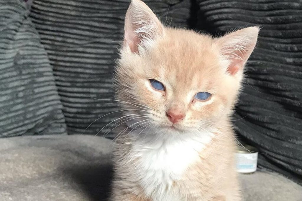 Мініатюрний Манчі: фото кота, який назавжди залишиться кошеням.