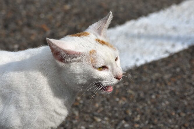 Переляканий кіт на автостраді