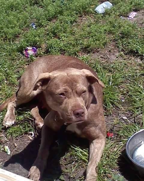 Пітбуль Люсі пішла з життя від отриманих травм