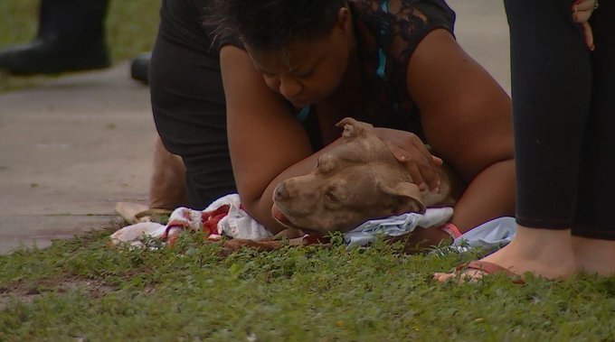 Підбуль врятував життя господині ціною свого