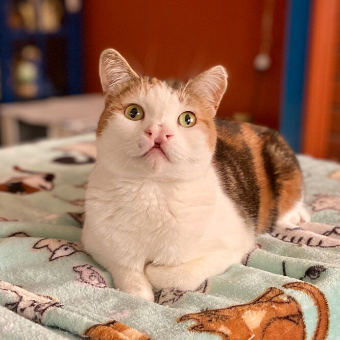 Покалічені тварини життям