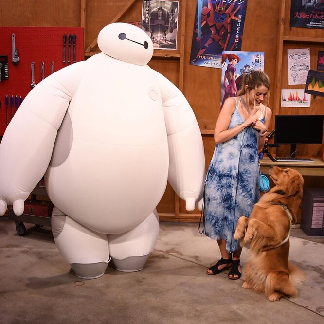 Службовий пес виконує команду