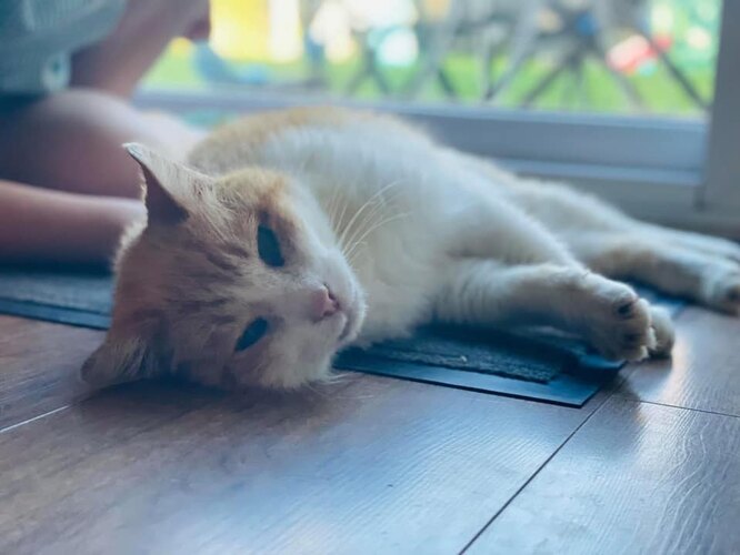 Старенький кіт Альфі