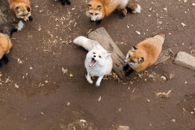 Там мешкають 6 видів лисиць