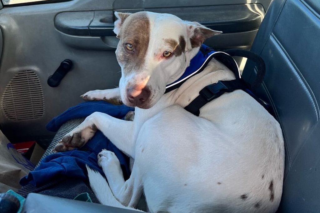 У США собаку заарештували за «необережне водіння».