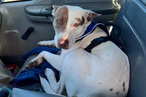 У США собаку заарештували за «необережне водіння».