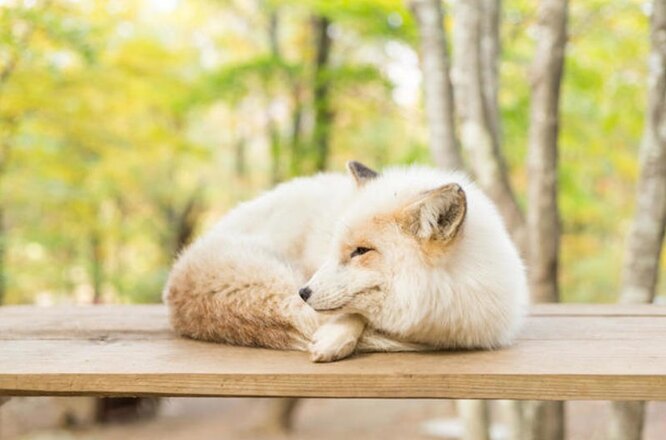 У сувенірній крамниці дуже дивні сувеніри