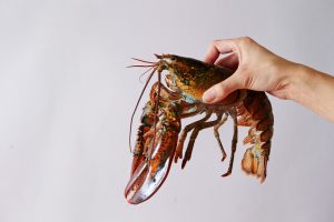 Як блогер врятував лобстера з продуктового магазину і зробив його домашнім улюбленцем.