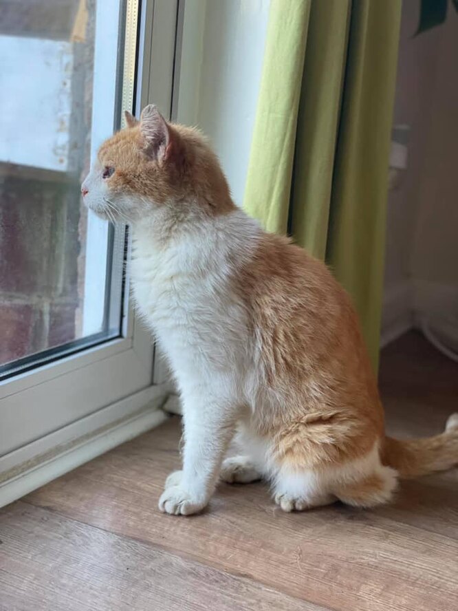 Зниклий кіт Альфі