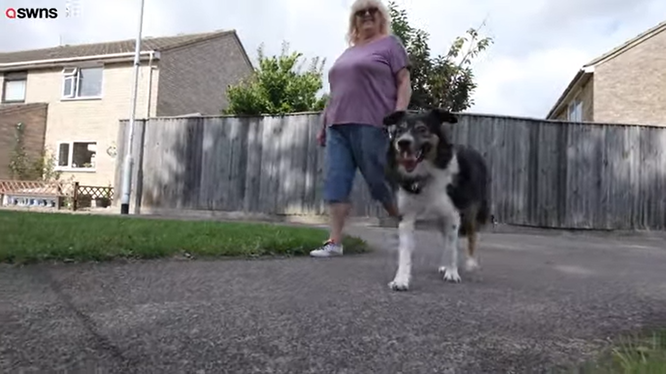 Пес Дейв сліпий від народження