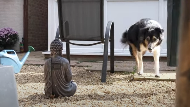 Сліпий пес Дейв