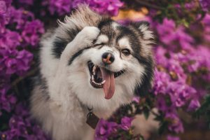 Її любить камера! Фотогенічний собака підкорює соціальні мережі.