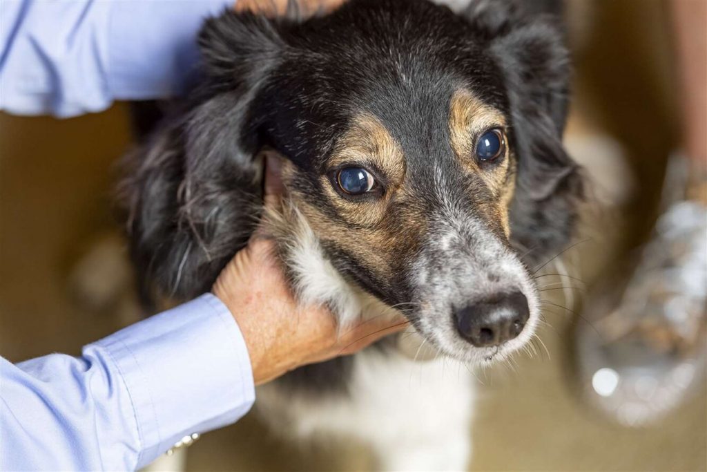Її називають «медичним дивом»: сліпий собака поводиться так, ніби все бачить.
