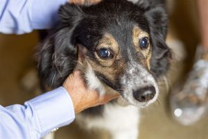 Її називають «медичним дивом»: сліпий собака поводиться так, ніби все бачить.