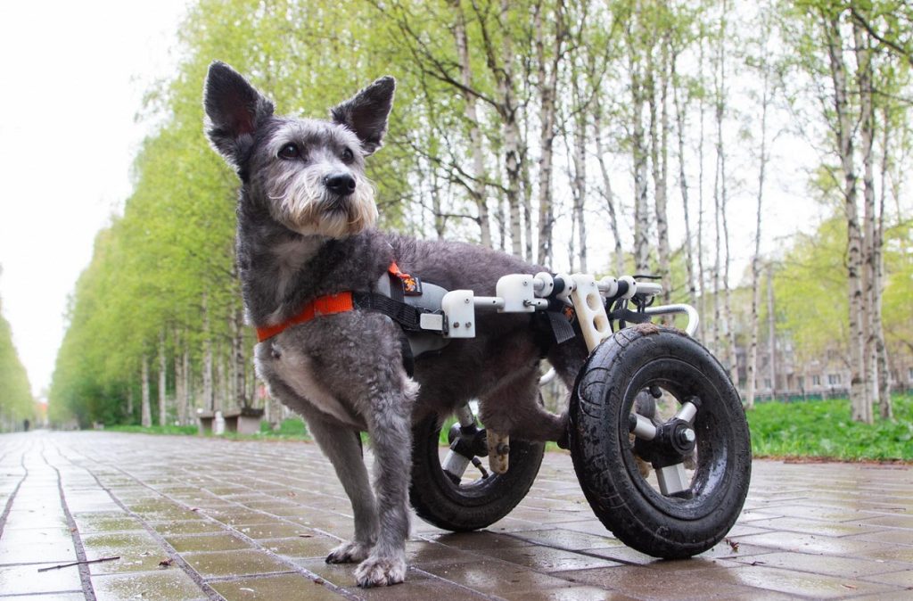 Подивіться, як живуть собаки з інвалідністю. Вони вміють радіти кожному дню!