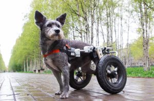 Подивіться, як живуть собаки з інвалідністю. Вони вміють радіти кожному дню!