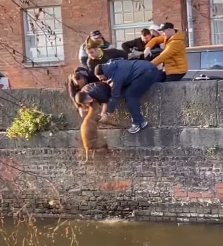 Студенти витягли собаку із річкового каналу