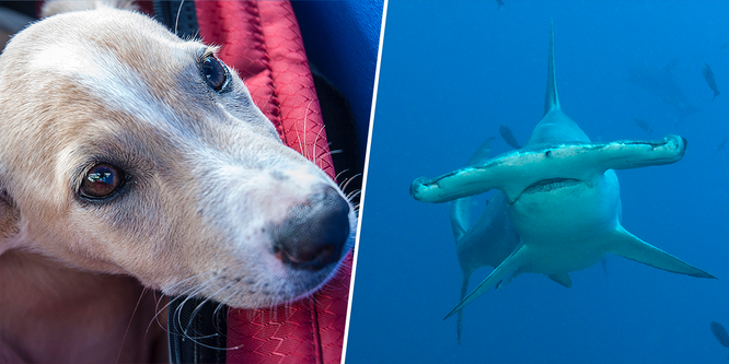 Собака стрибнув у воду на акулу-молот