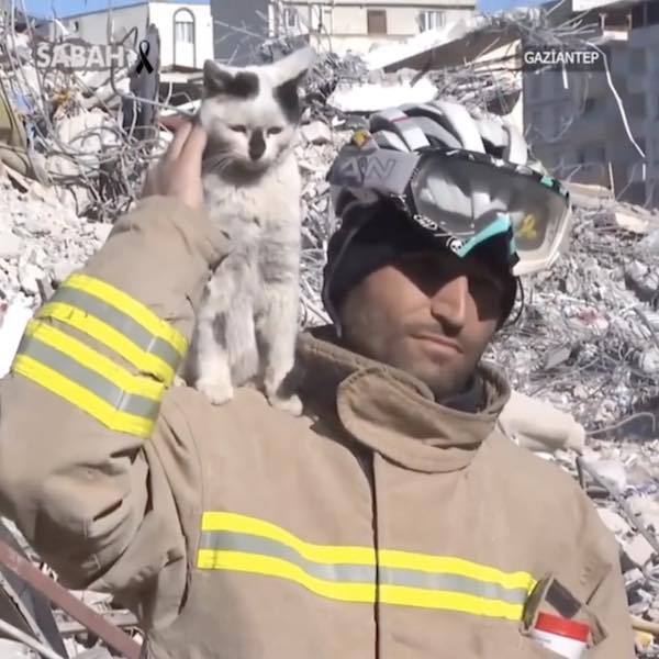 Врятований кіт після землетрусу у Туреччині