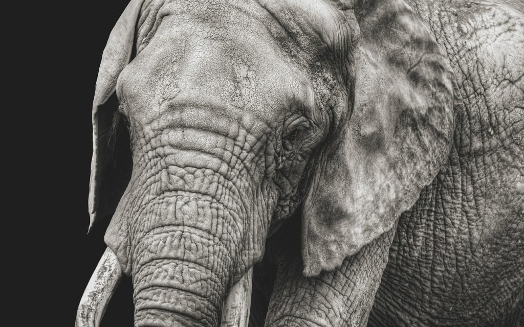 В Італії слон прогулявся автострадою, щоб «дістатися до супермаркету».