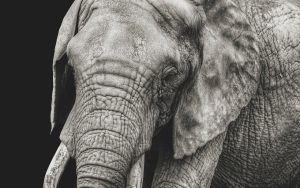 В Італії слон прогулявся автострадою, щоб «дістатися до супермаркету».