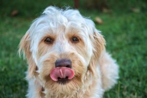 Голдендудль Оллі допомагає лікувати зуби пацієнтам.